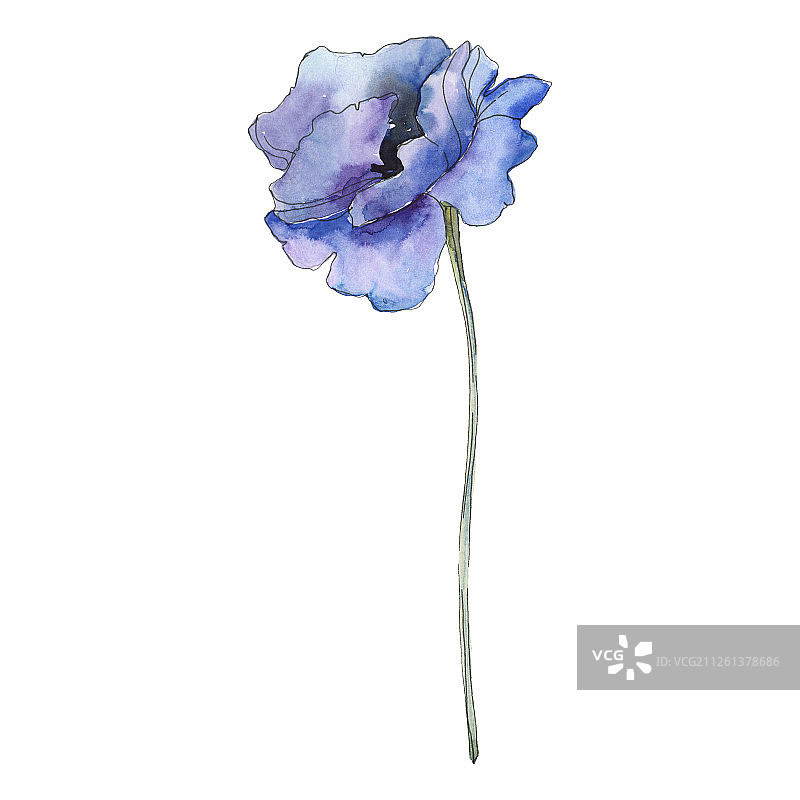 罂粟，一种植物的花。水彩背景插图集。孤立的罂粟插图元素。图片素材