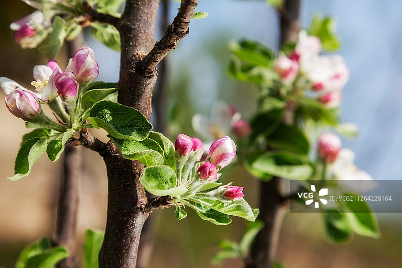 美丽的春天花苹果。特写镜头图片素材