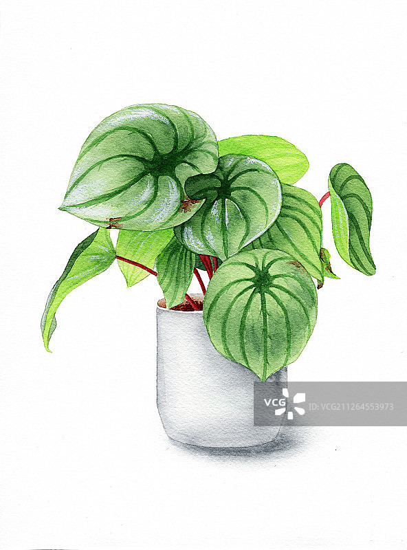 手绘水彩绿植盆栽设计素材插画图片素材