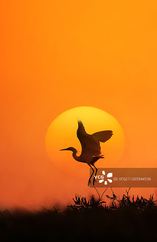 夕阳中的一只鸟图片素材
