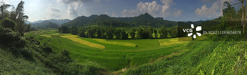 山脉下的绿色稻田全景图片素材