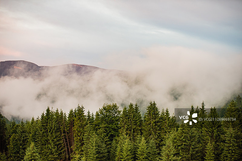 雾笼罩森林，Poieni，克鲁日，罗马尼亚图片素材