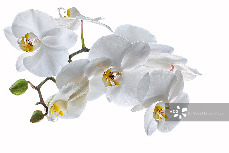 白色背景下的白色兰花图片素材