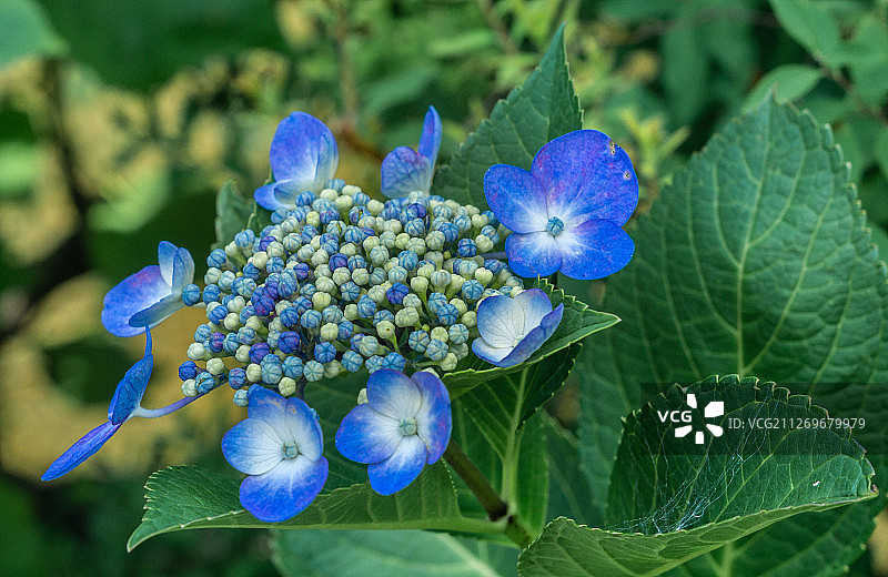 蓝色花朵的特写，京都，日本图片素材