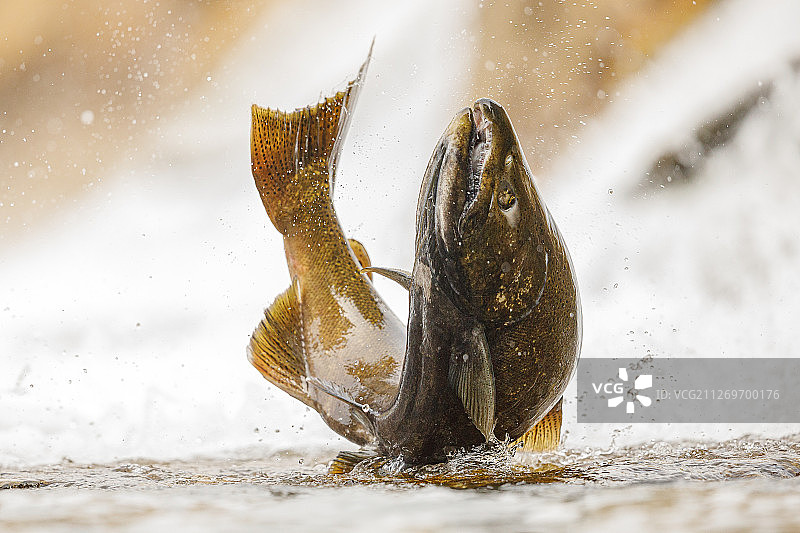 特写三文鱼在水中，科布，加拿大图片素材