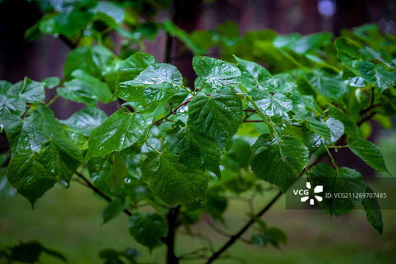 雨后树上绿叶茂盛图片素材