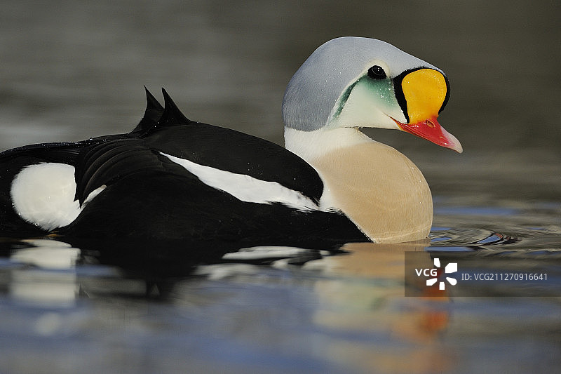King eider duck雄性，Somateria spectabilis, Båtsfjord村庄港口，Varanger半岛，挪威，斯堪的纳维亚半岛图片素材