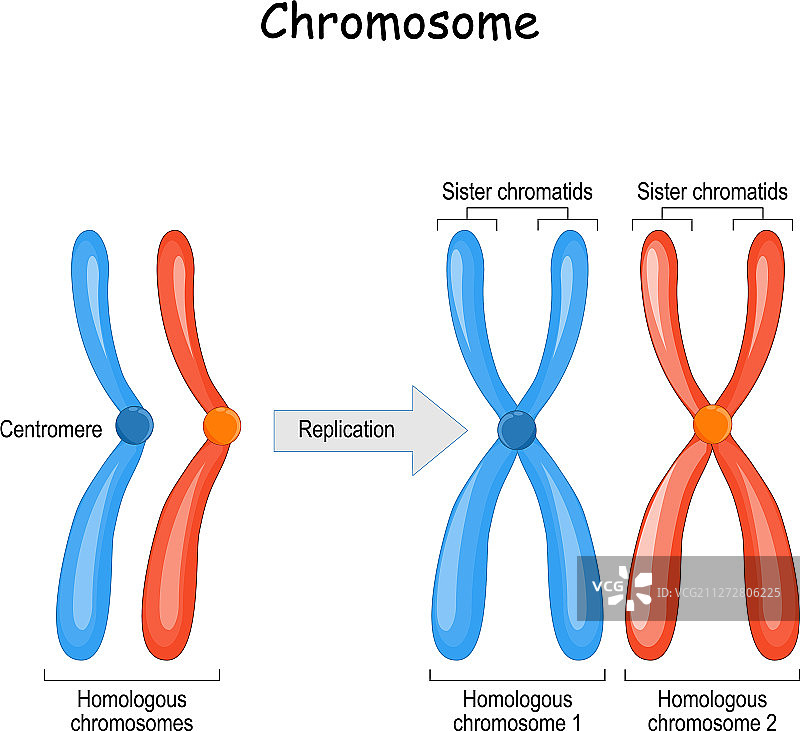 同源染色体之间的差异图片素材