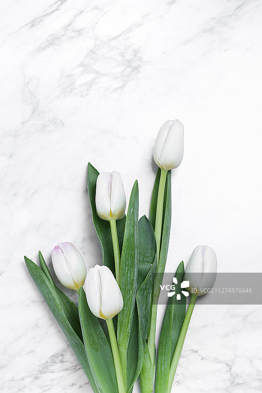 白色郁金香放在白色大理石背景上图片素材