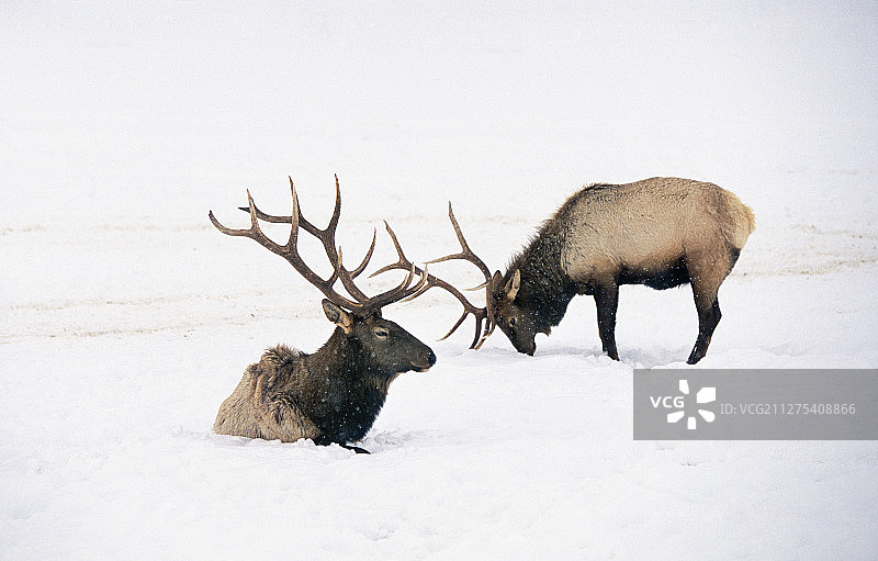 两只公麋鹿在深雪中图片素材