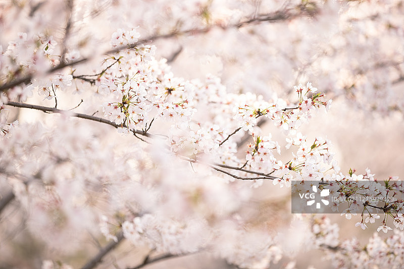 春季樱花盛开图片素材
