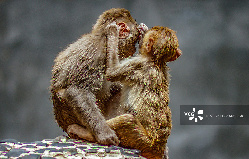 爱 love油爆表了,灰色背景前一对猕猴相互用心帮对方捉虱图片素材