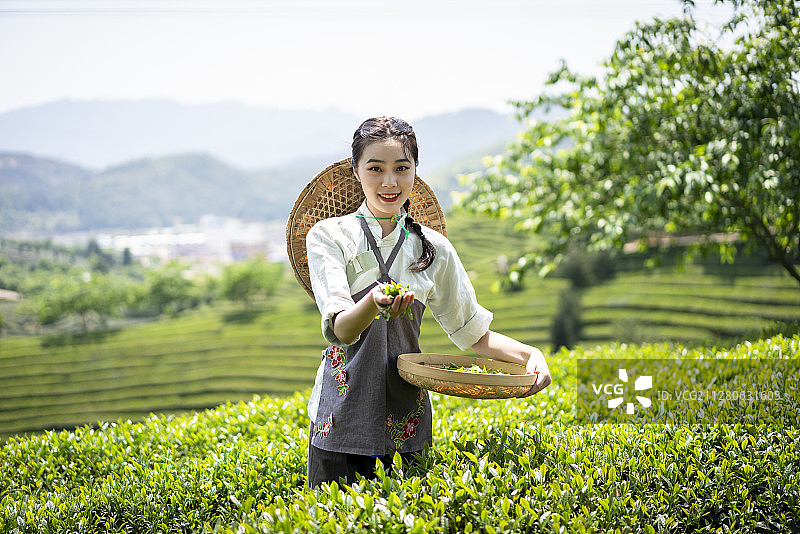 一个年轻女子在茶园采摘茶叶图片素材