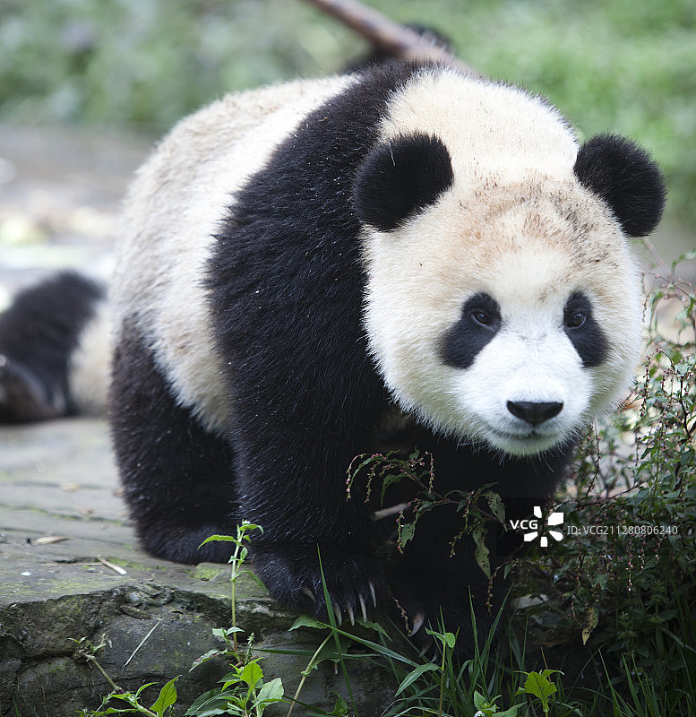 行走中的大熊猫图片素材