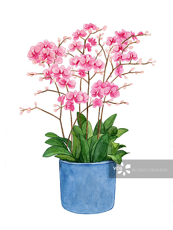 一盆有很多盛开花朵的粉色蝴蝶兰 水彩手绘插画图片素材
