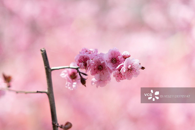 春天盛开的粉色桃花图片素材