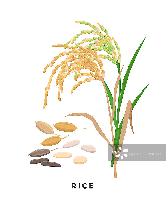 水稻、谷类、草和谷物图片素材