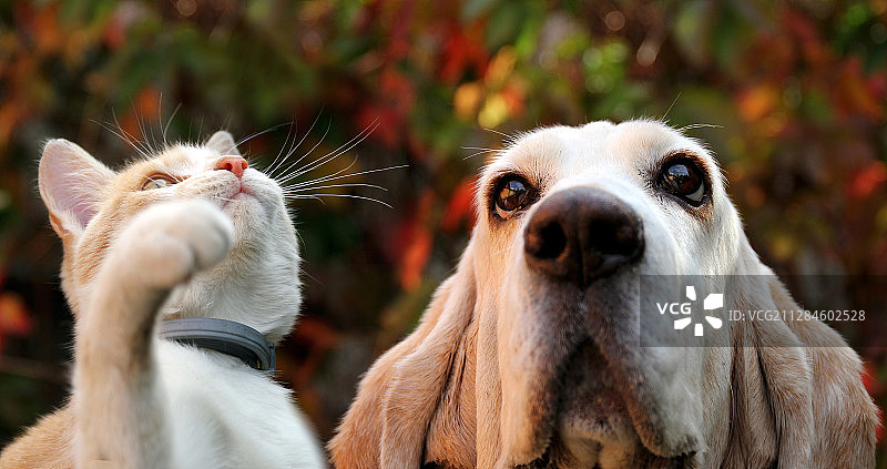 猫和狗抬头看肖像图片素材