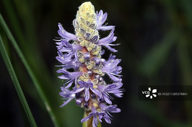 梭梭草(Pontederia cordata)花的特写，奥本，阿拉巴马州，美国图片素材