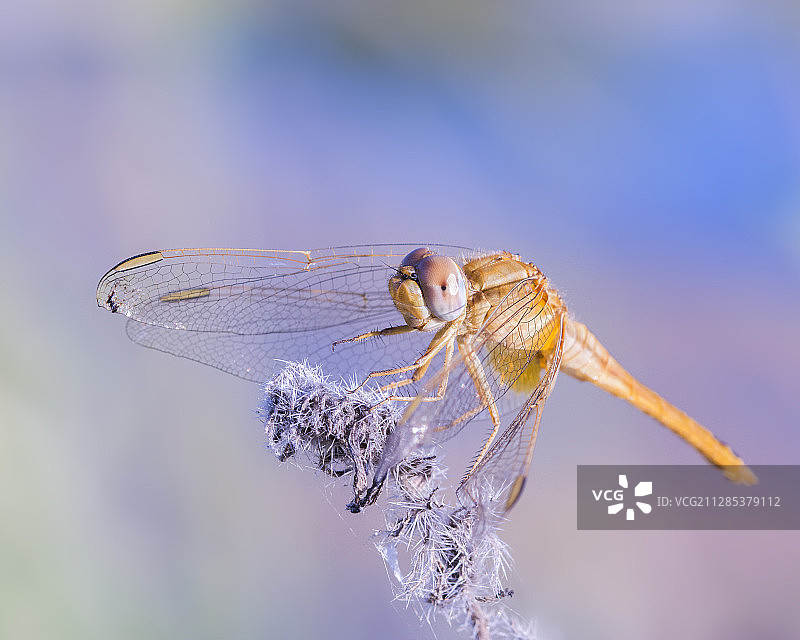 意大利阿普利亚的萨纳里卡，植物上的蜻蜓特写图片素材