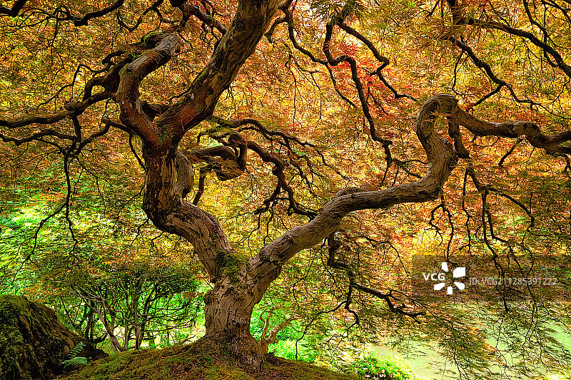 日本枫(掌叶槭)，波特兰，俄勒冈州，美国图片素材