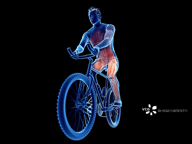 一个骑自行车的人的肌肉图片素材
