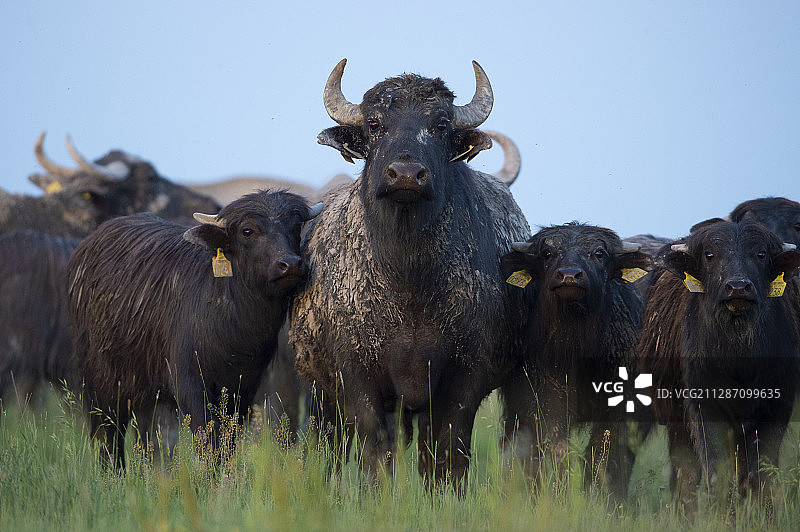 一群水牛，Bubalus bubalis，在Pusztaszer保护区，匈牙利基斯昆萨吉图片素材