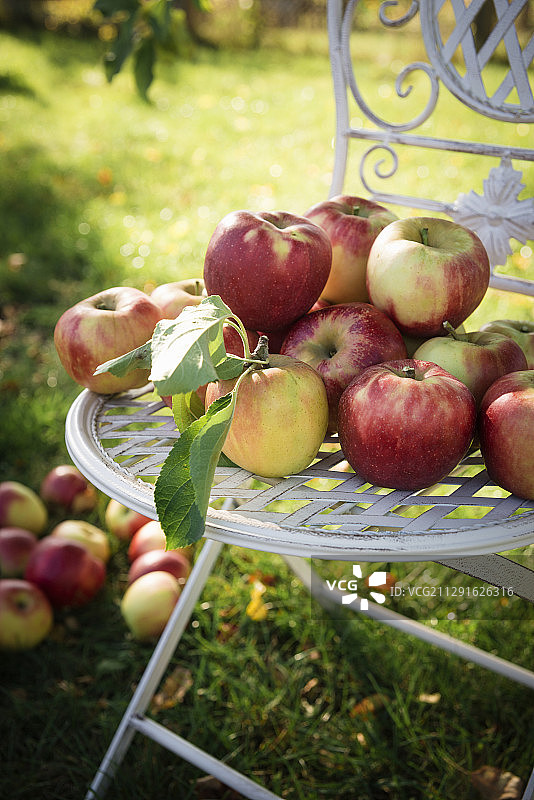 在花园椅子上新鲜采摘的埃尔斯达品种的苹果图片素材