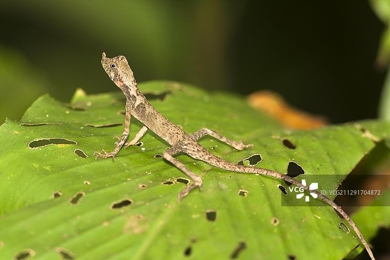 华丽的无耳的阿加马，华丽的灌木蜥蜴(Aphaniotis ornata)休息在叶子上，Kinabatangan，沙巴，马来西亚，婆罗洲，亚洲图片素材
