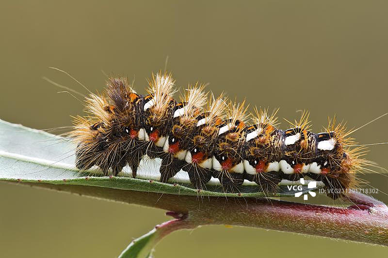 结草毛虫(Acronicta rumicis)， Burgenland，奥地利，欧洲图片素材