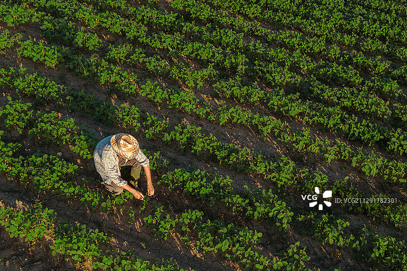 塞尔维亚诺维萨德的大豆农民鸟瞰图图片素材