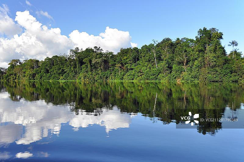 树木反映在亚马逊的一条支流，Mamiraua自然保护区，亚马逊，巴西，南美图片素材