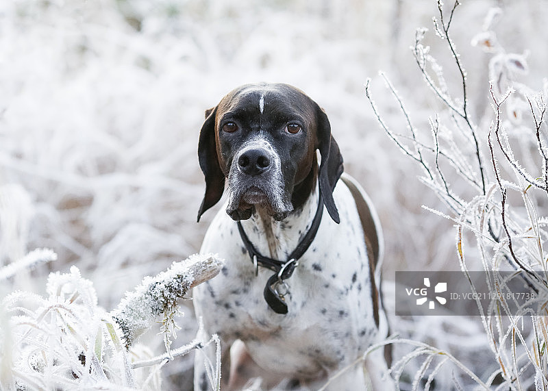 挪威特龙德拉格县梅本登冰冻灌木中的英国猎狗图片素材