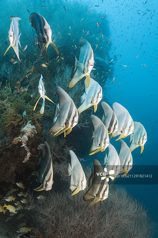 2020年3月2日，马尔代夫，印度洋，Platax teira，南马累环礁，长鳍蝙蝠鱼鱼群图片素材