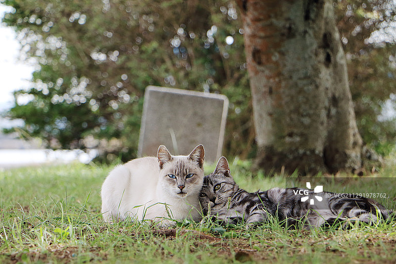 两只猫躺在草地上图片素材