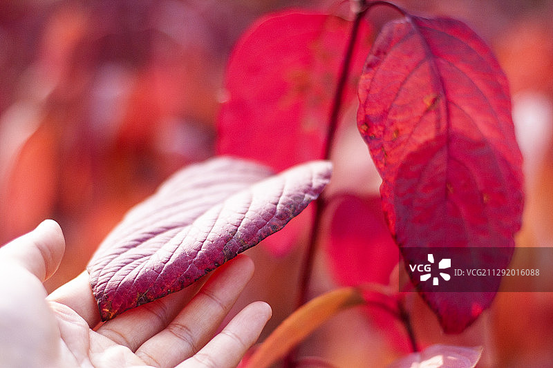 近距离触摸红色秋叶的手图片素材