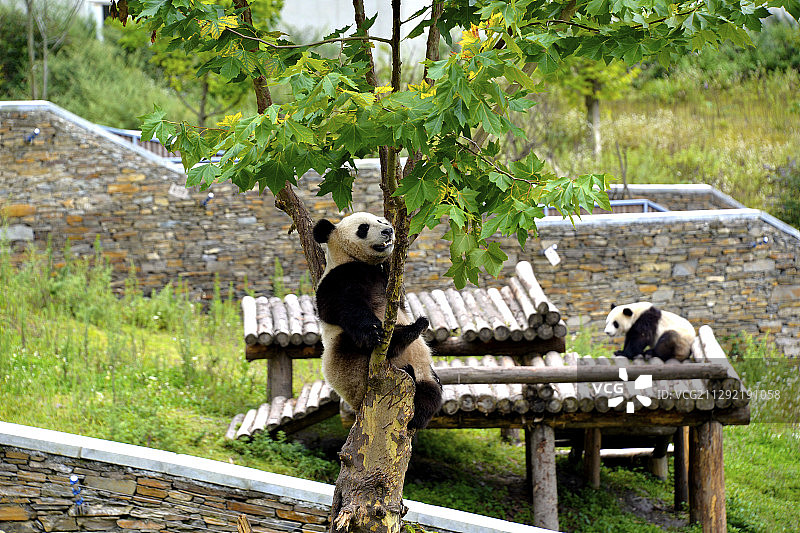 四川省阿坝州汶川县耿达镇中国大熊猫保护研究中心神树坪基地图片素材