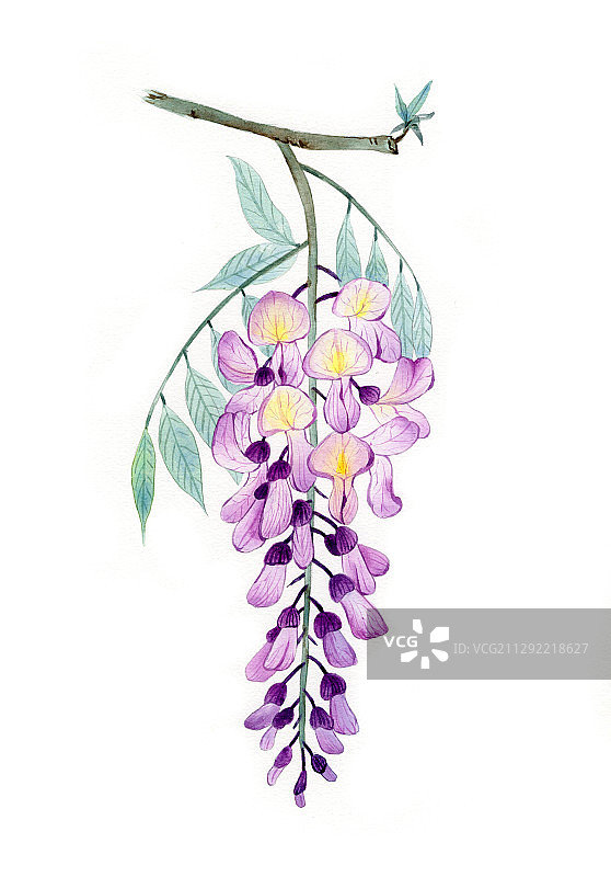 手绘水彩紫藤花植物花卉插画图片素材