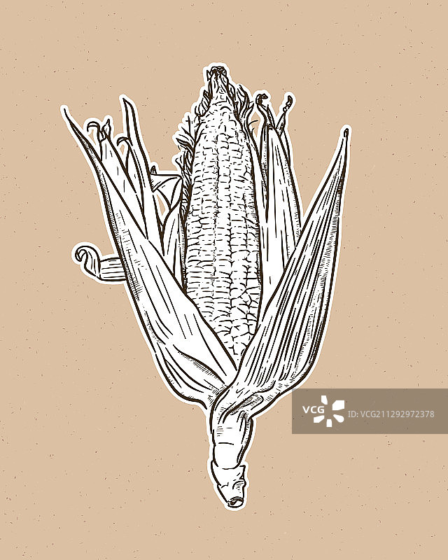 玉米穗轴上的古老雕刻植物玉米图片素材