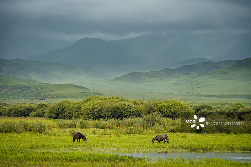 桑科湿地的马群图片素材