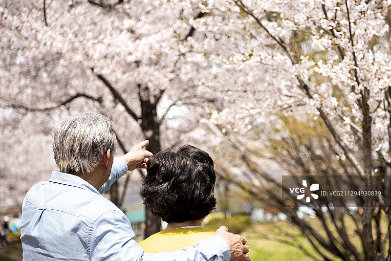 一对老年夫妇指着公园里的樱花树图片素材