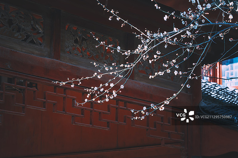 中国浙江西塘庭院内的梅花图片素材