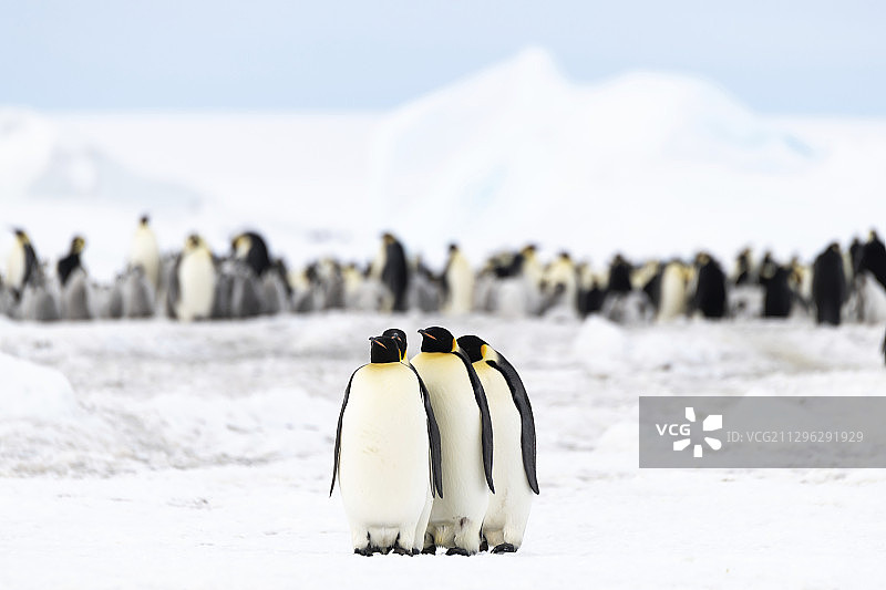 帝企鹅觅食之旅图片素材