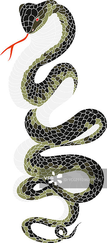 眼镜蛇涂鸦艺术图片素材