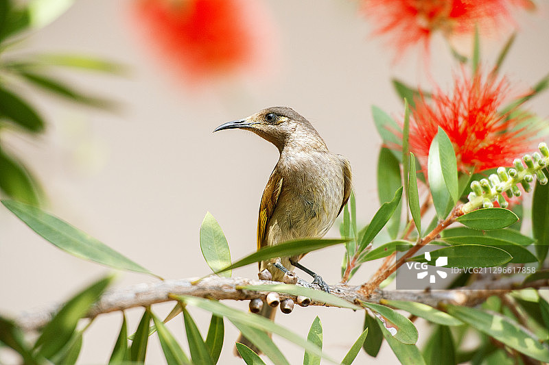 澳大利亚棕色食蜜鸟，栖息在树枝上图片素材