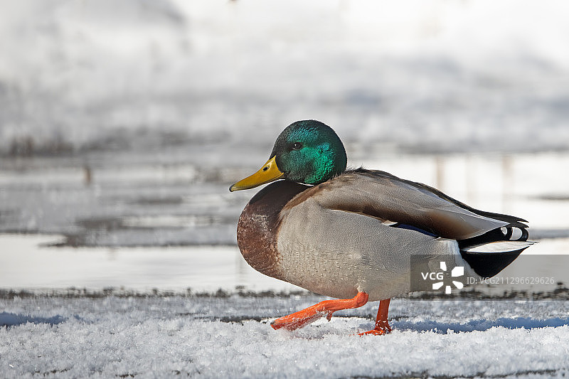 在冰上行走的野鸭，钏路，日本图片素材