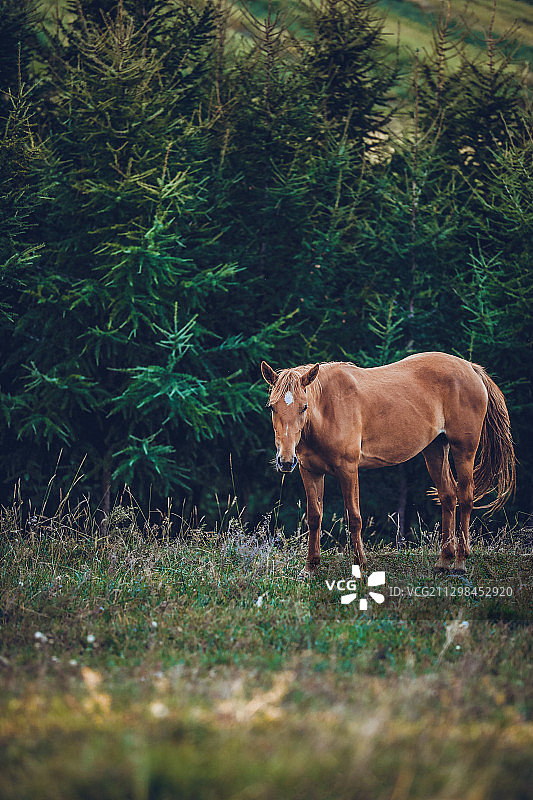 森林中的骏马，绿色森林中的马匹，草原中的棕色马匹图片素材