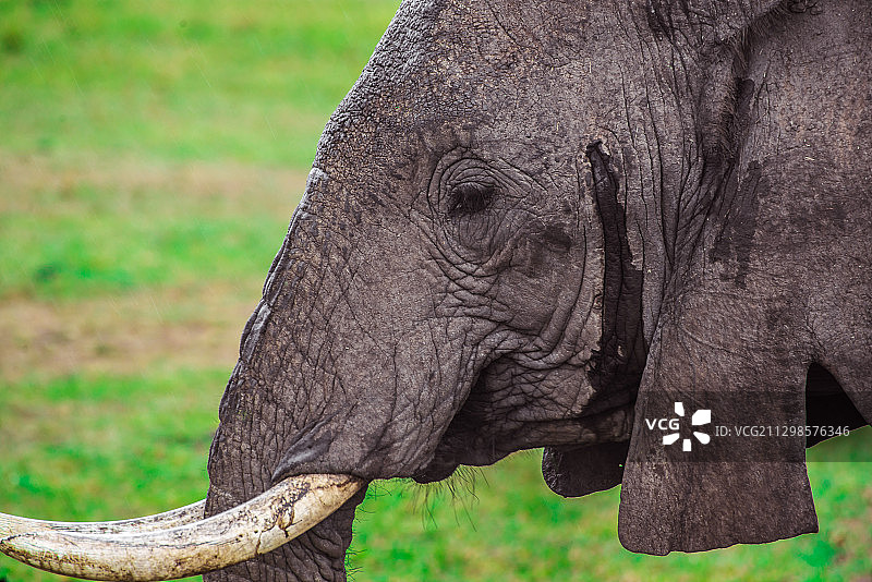 大象特写，纳洛克，肯尼亚图片素材