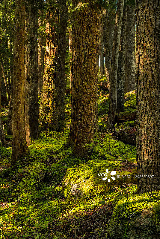 森林中的树木，巴克利，美国图片素材