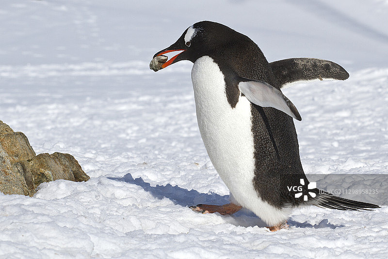 完整长度的企鹅在雪覆盖的土地图片素材